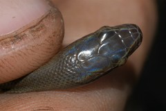 Boaedon fuliginosus