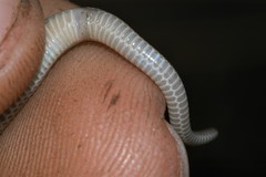 Boaedon fuliginosus