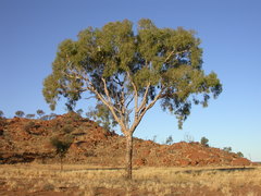 Corymbia opaca