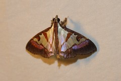 Dausara