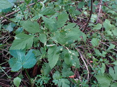 Puccinia pimpinellae