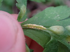 Puccinia pimpinellae