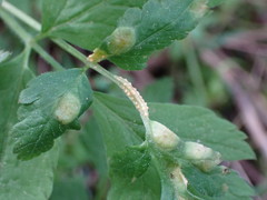 Puccinia pimpinellae