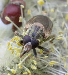 Brachyopa vacua
