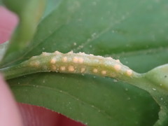 Puccinia pimpinellae
