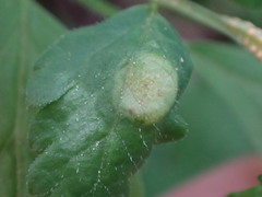 Puccinia pimpinellae