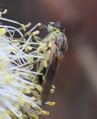 Brachyopa vacua