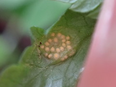 Puccinia pimpinellae