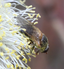 Brachyopa vacua