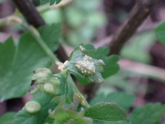 Puccinia pimpinellae