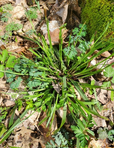 Image of Carey's Sedge (Carex careyana) by no rights reserved