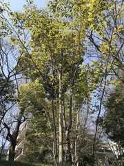 Prunus jamasakura