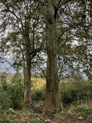 Platanus mexicana