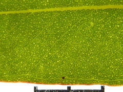 Eucalyptus socialis eucentrica