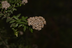 Ozothamnus cuneifolius