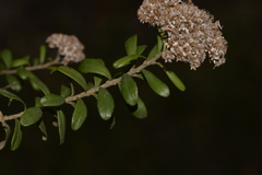 Ozothamnus cuneifolius
