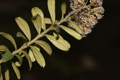 Ozothamnus cuneifolius