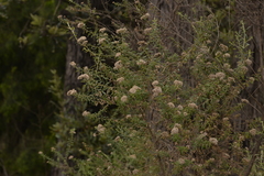 Ozothamnus cuneifolius