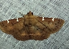 Antiblemma concinnula