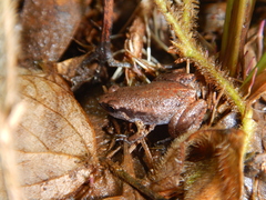 Austrochaperina gracilipes
