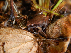 Austrochaperina gracilipes