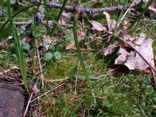 Early Harvest Brodiaea foliage