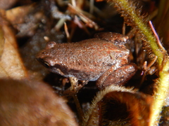 Austrochaperina gracilipes