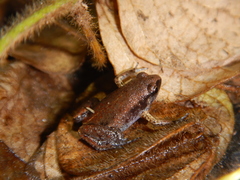 Austrochaperina gracilipes