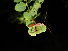 Riptortus abdominalis