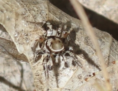 Habronattus formosus