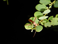 Riptortus abdominalis