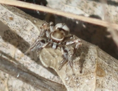 Habronattus formosus