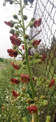 Scrophularia rubricaulis