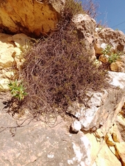 Veronica maccaskillii