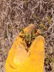 Veronica maccaskillii