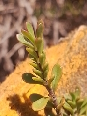 Veronica maccaskillii