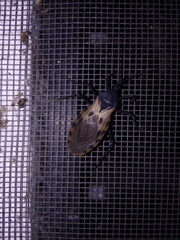 Triatoma dimidiata