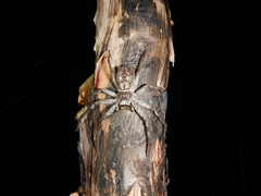 Isopedella conspersa