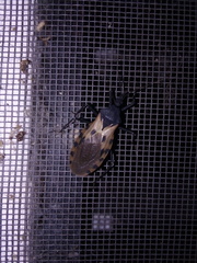 Triatoma dimidiata