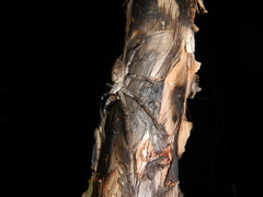 Isopedella conspersa