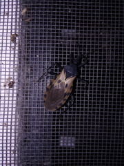 Triatoma dimidiata