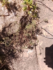 Pimelea declivis