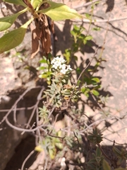 Pimelea declivis