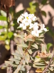 Pimelea declivis