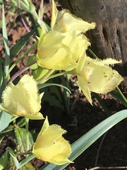 Calochortus amabilis × tolmiei