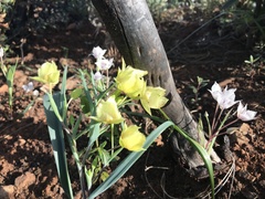 Calochortus amabilis × tolmiei