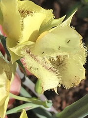 Calochortus amabilis × tolmiei
