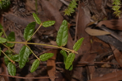 Correa reflexa speciosa