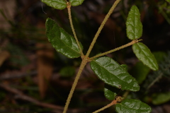 Correa reflexa speciosa