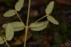 Correa reflexa speciosa